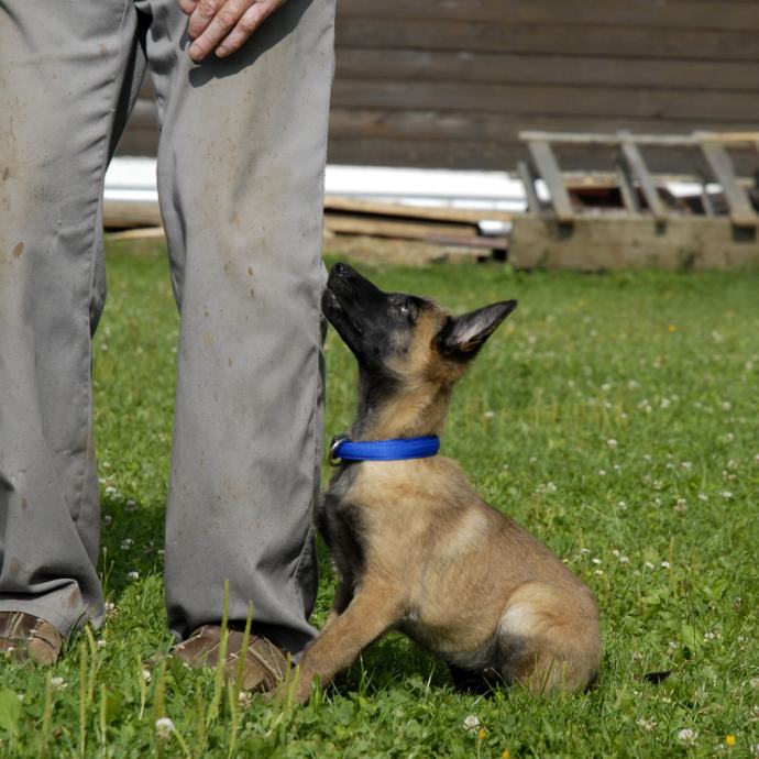 BELGIJSKI OVČAR - MALINOIS