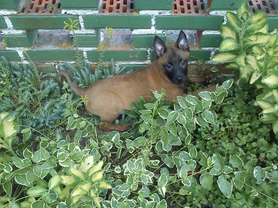 Belgijski ovcar malinois stenci Hitno 300kn