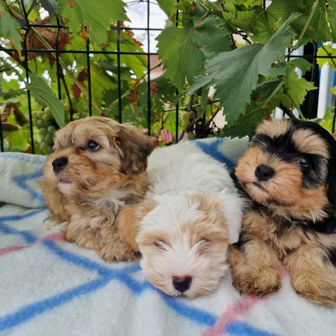 Bichon havanese