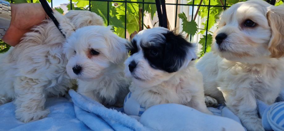 Bichon havanese MINI