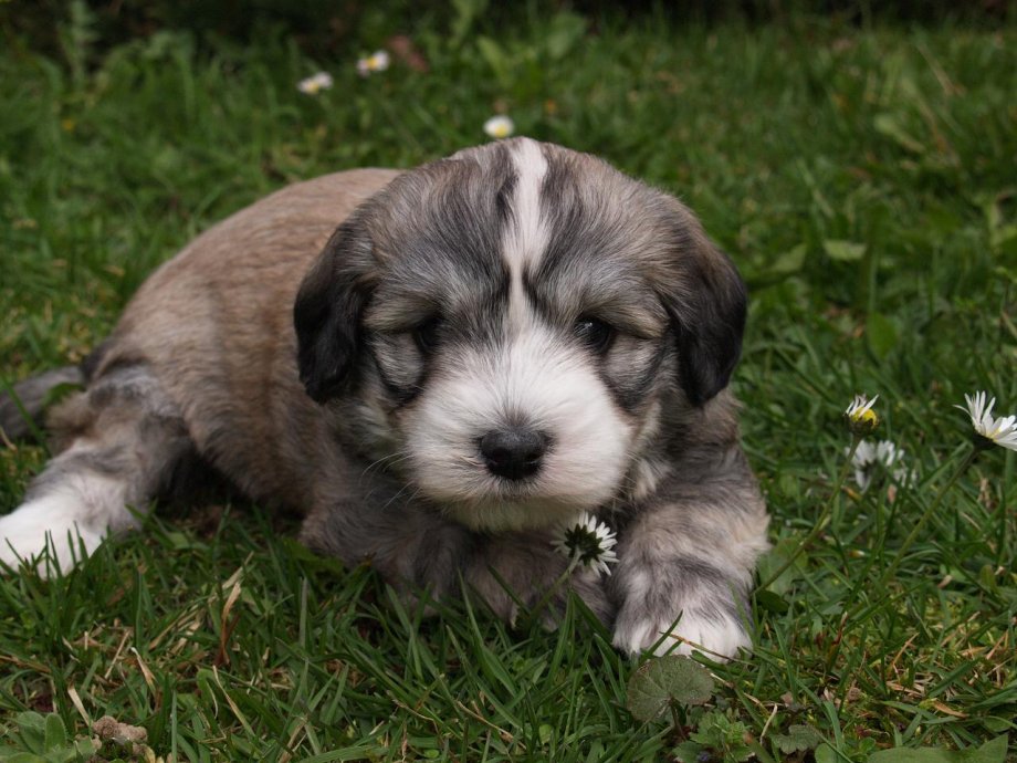 Bichon havanese havanski bišon havanezer (Compania Vivaz) - NOVO LEGLO