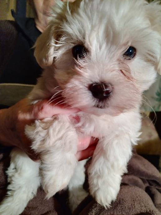 Bichon havanese