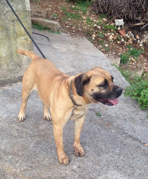 Boerboel (juzno-africki mastiff)