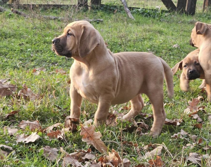 BOERBOEL JUŽNOAFRIČKI MASTIF ŠTENCI