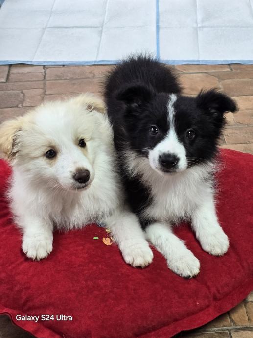 Border Collie Čistokrvni