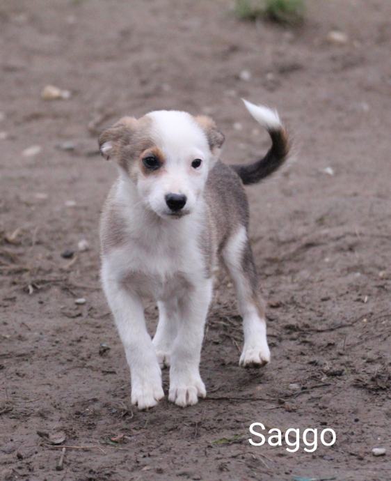 BORDER COLLIE ŠTENCI