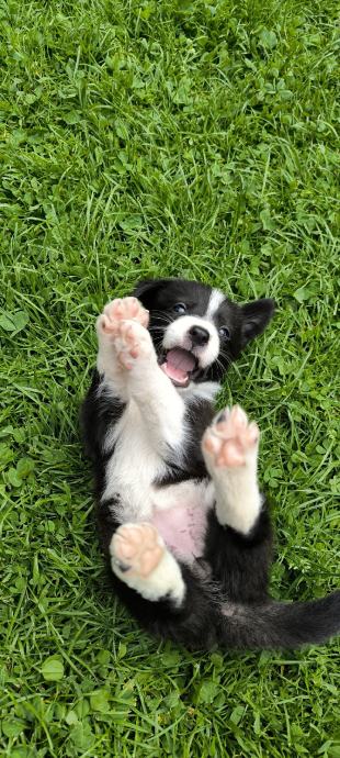 Border Collie štenci