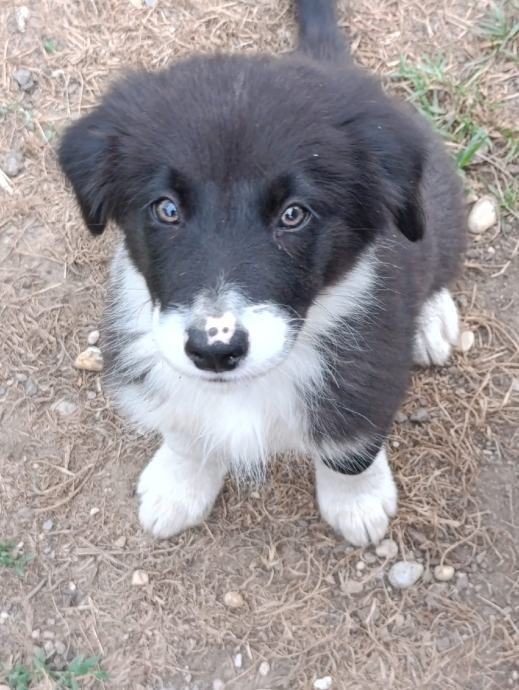 Border Collie štenci