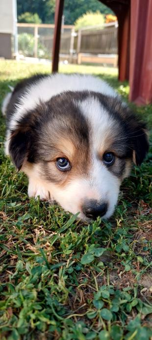 Border Collie štene