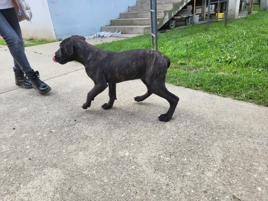 CANE CORSO štene