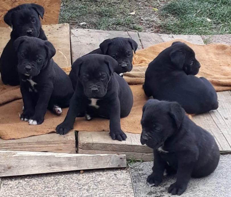 Cane corso