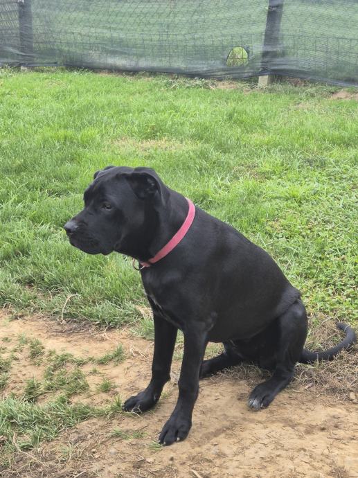 Cane Corso štenci akcija