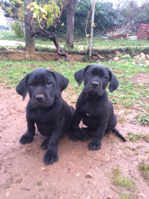 Cane Corso