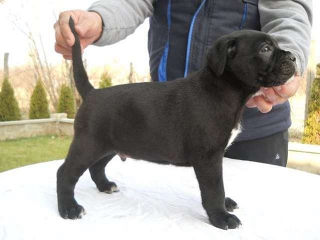 Cane Corso stenci - od sampionskih rodielja