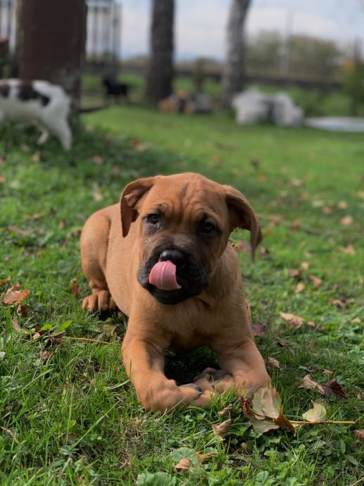 cane corso x bordorska doga (bandog)