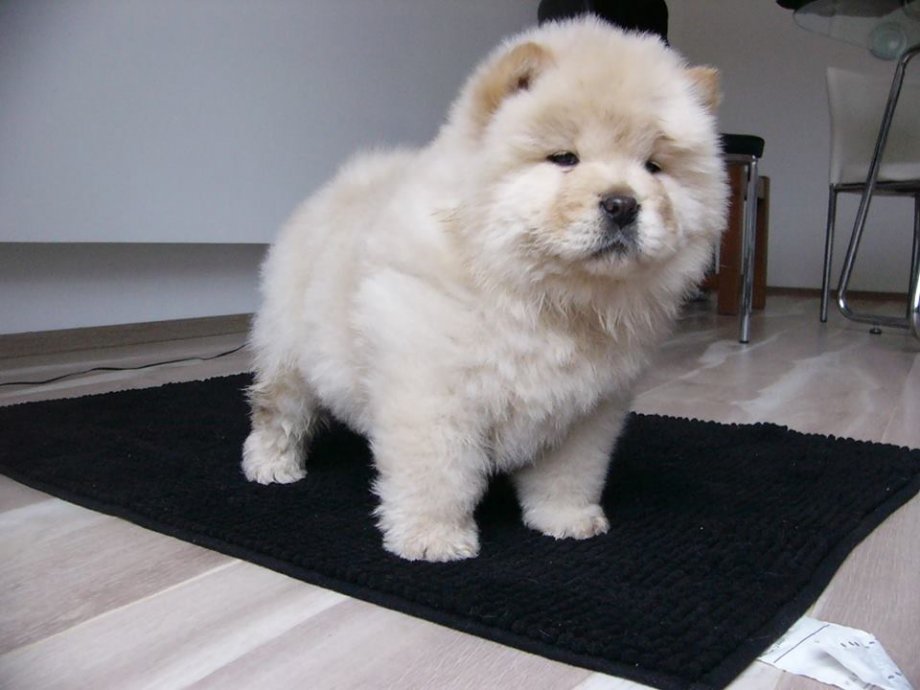 koliko koštaju štenci chow chow