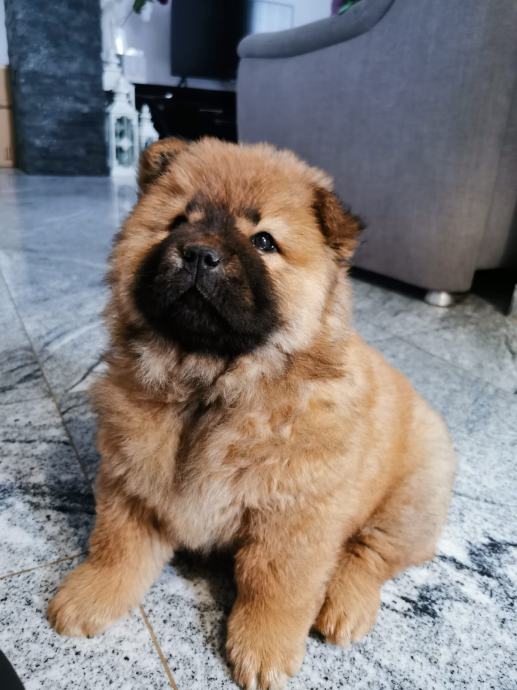 koliko koštaju štenci chow chow