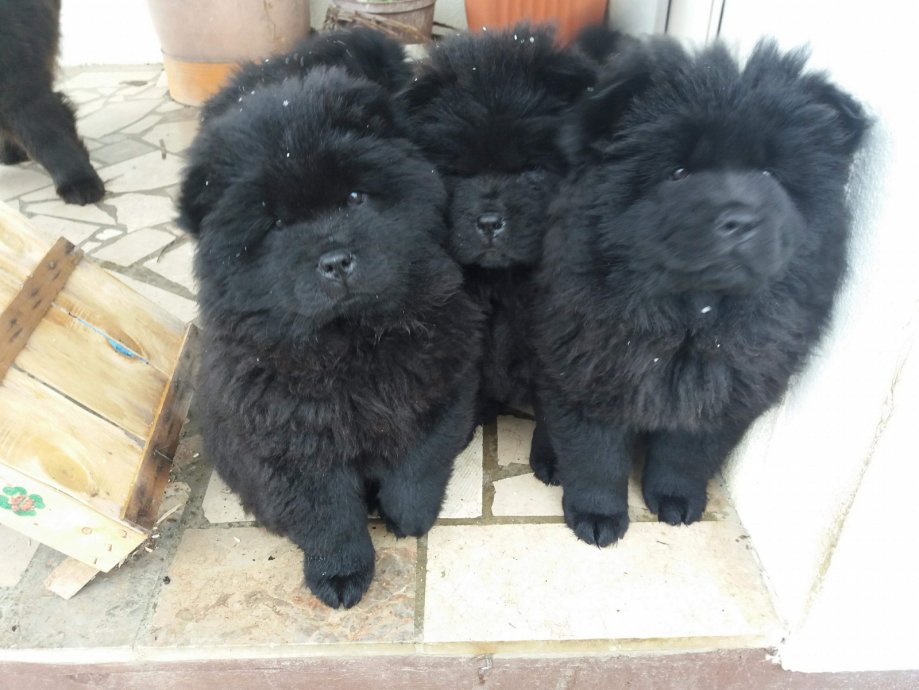 koliko koštaju štenci chow chow