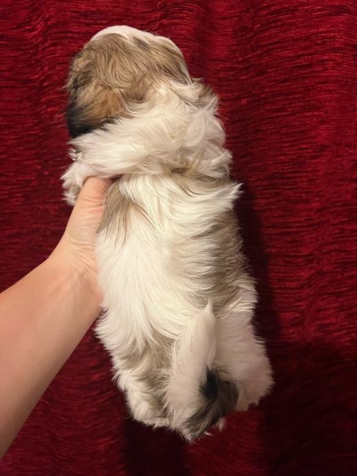 Shih Tzu DOVOZ ZG-ZD