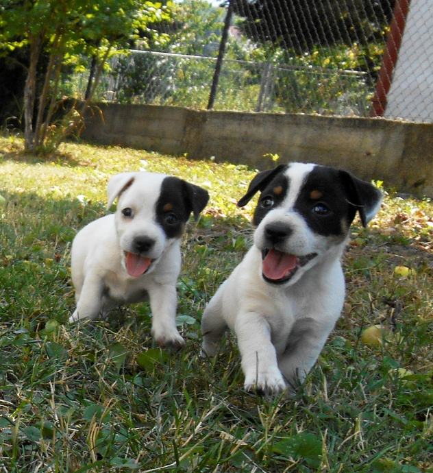 Džek Rasel terijer / Jack Russell Terrier