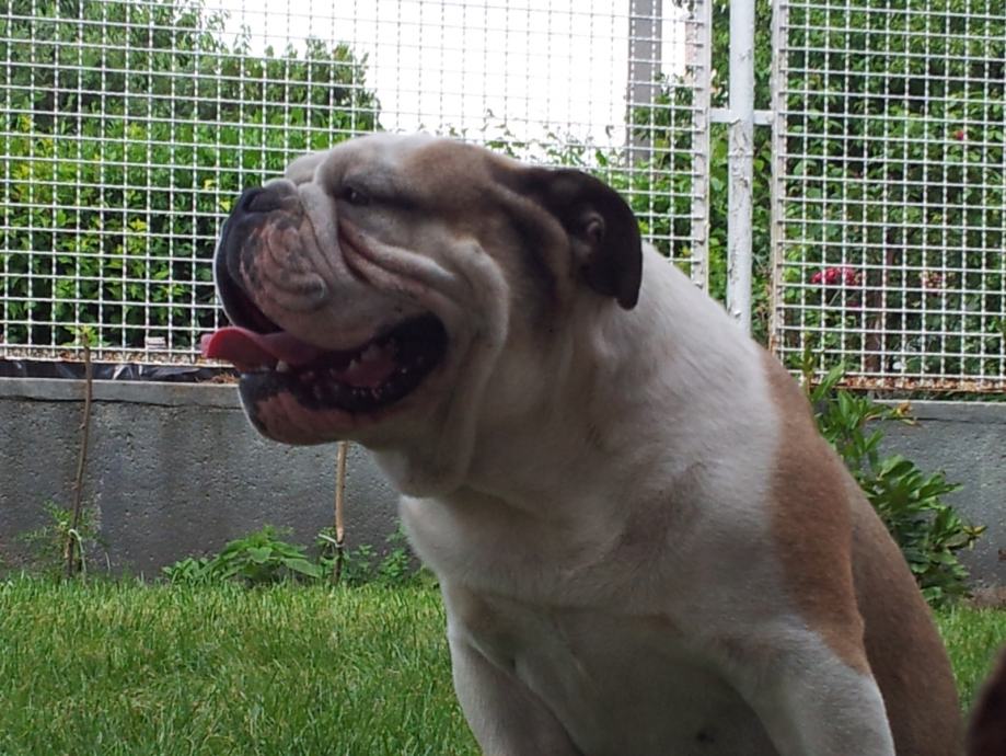 Engleski bulldog (buldog)