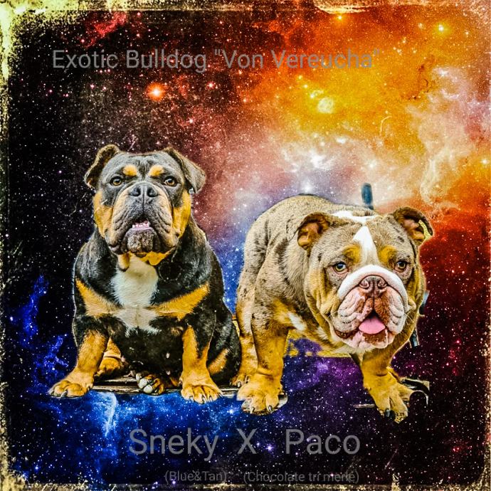 Engleski bulldog / exotic bulldog