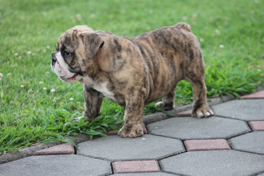 Engleski bulldog