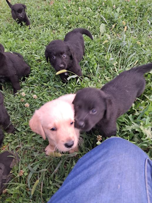 štenci crni labrador i retriver