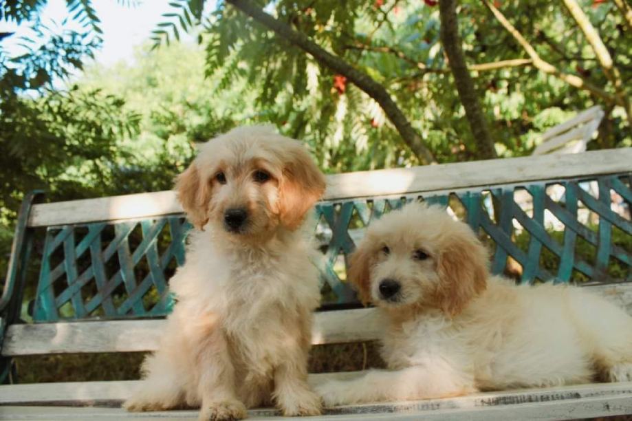 Goldendoodle (Pudla-Retriver)