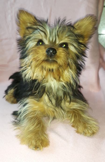 Jorkširski terijer, yorkshire terrier