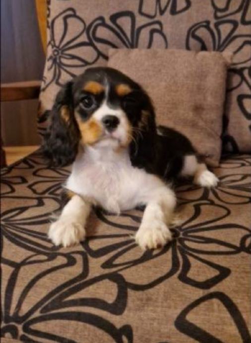 Kavalir King Charles spaniel