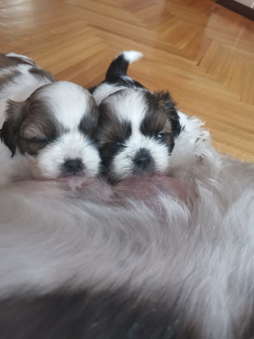 Shih Tzu čistokrvni štenci