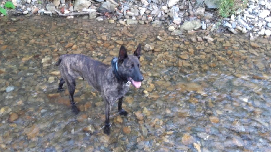 Nizozemski ovcar Hollandse Herdershond -Dutch Shepherd Dog From Zagreb