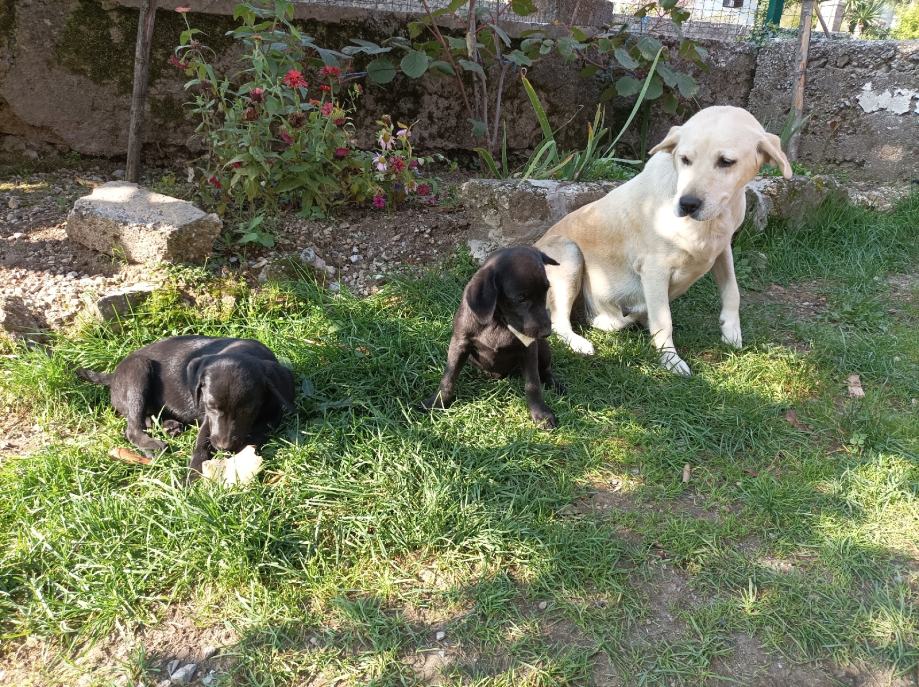 POKLANJAM HITNO Štence - Labrador i Zlatni Retriver!!!