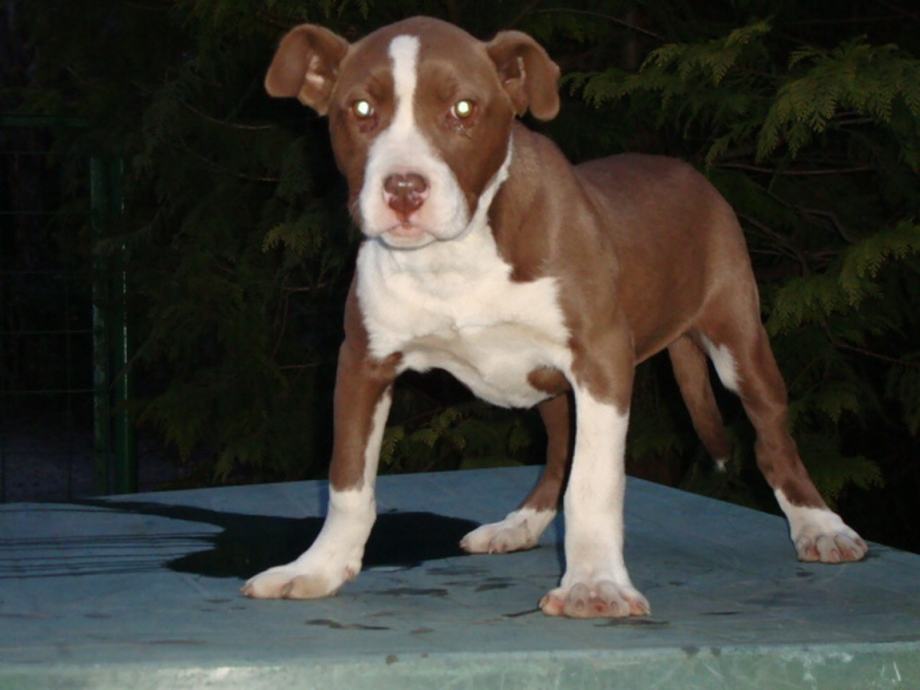 PIT BULL  X   PIT-MASTIF