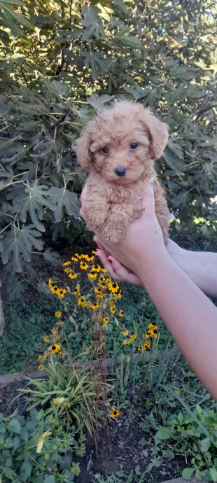 Maltipoo curica aprikot