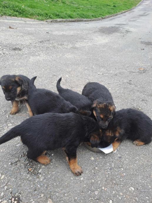 Prodaja njemacki pasa