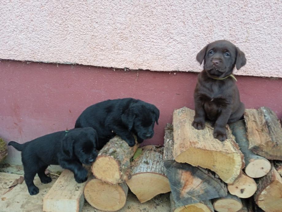 Prodajem Štence Labrador