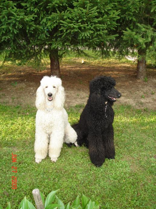 Pudla kraljevska crna United Color's Poodle