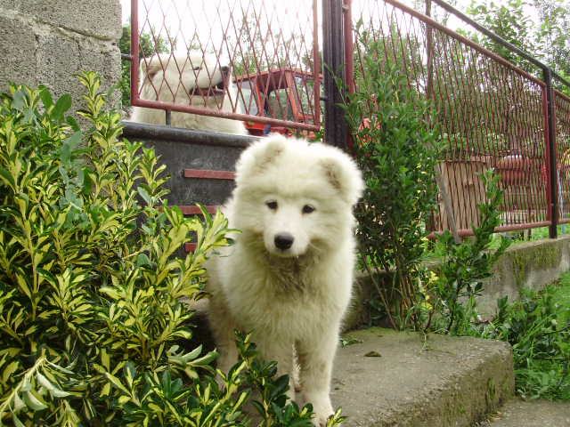 SAMOJED  ŠTENE STARO 3 MJ.