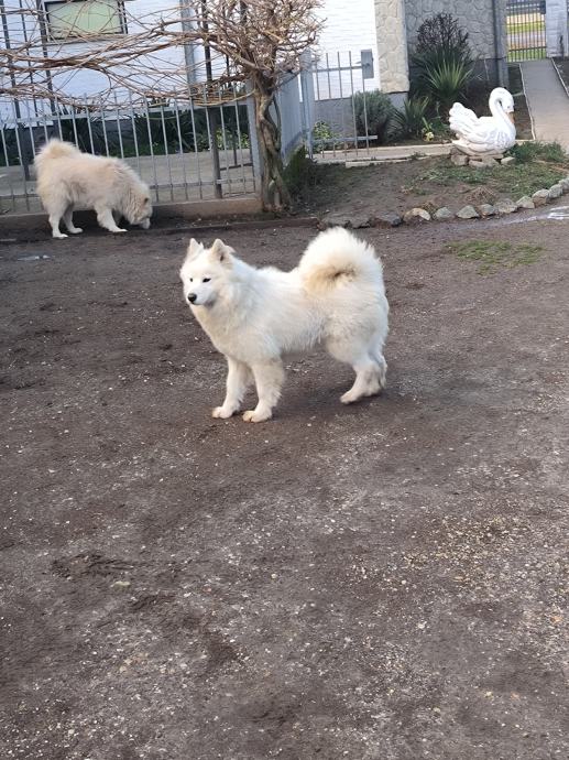 Samojed