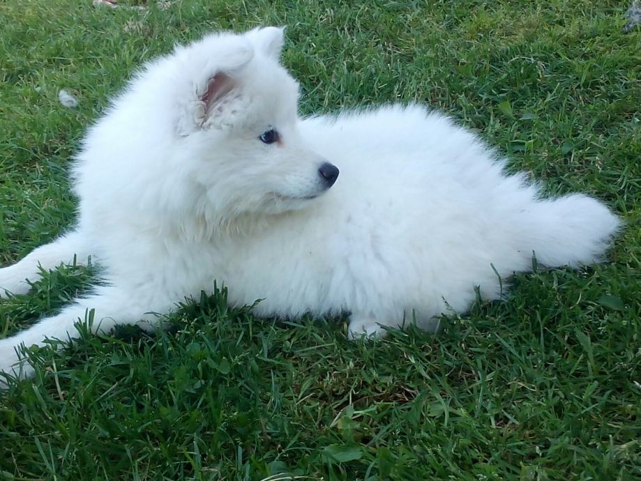 samojed žensko štene,