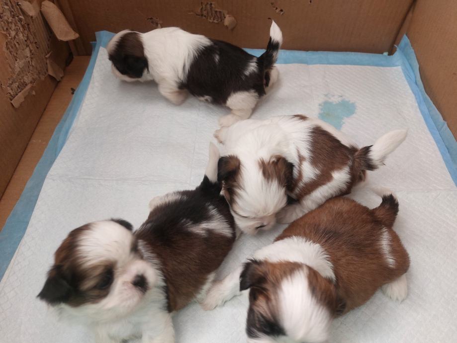 SHIH  TZU *štenci*EU  putovnica pokloni za božić,, ,