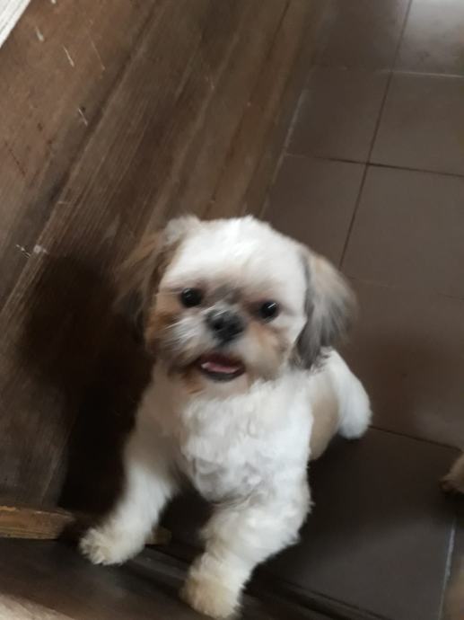 Shih tzu cjepljeni s EU putovnicama socijalizirani