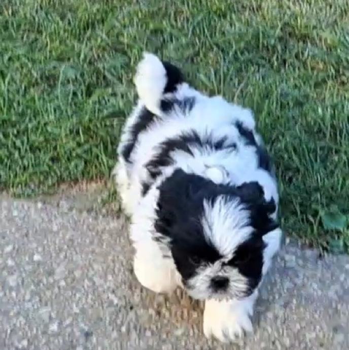 Shih tzu -mini