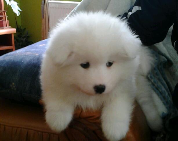 SIBIRSKI SAMOJED