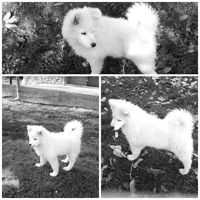 SIBIRSKI SAMOJED