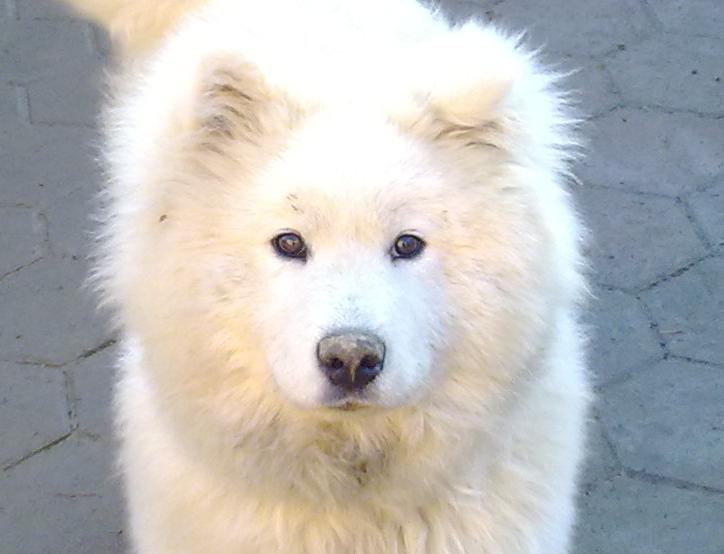 SIBIRSKI SAMOJED