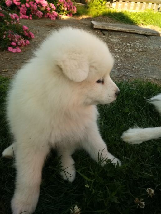 sibirski samojed