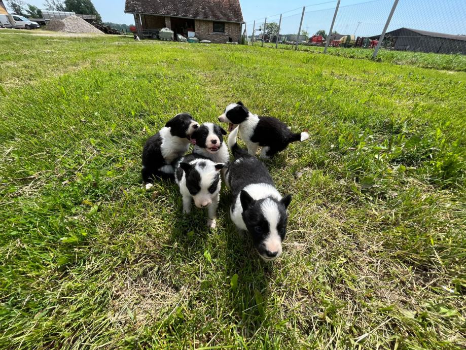 Štenci Border Collie pasmine